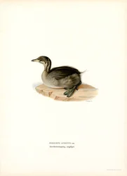 Grèbe esclavon