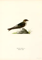 Hirondelle de fenêtre