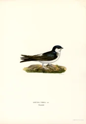 Hirondelle de fenêtre