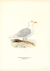 Goéland bourgmestre