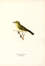 Hypolaïs ictérine