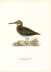 Bécassine sourde