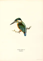 Martin-pêcheur