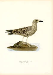 Goéland brun
