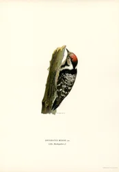Pic épeichette