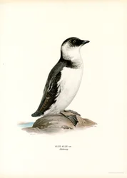 Mergule nain