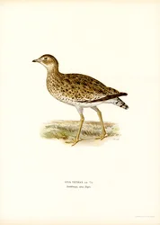 Outarde Canepetière