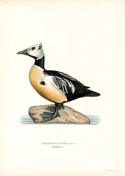 Petit eider