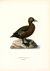 Petit Eider