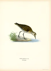 Bécasseau minute