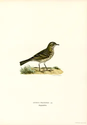 Pipit des prés