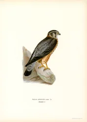 Faucon émerillon