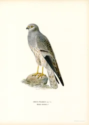 Busard Montagu