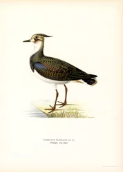 Vanneau huppé
