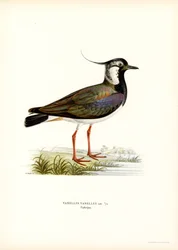 Vanneau huppé