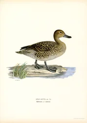 Canard pilet