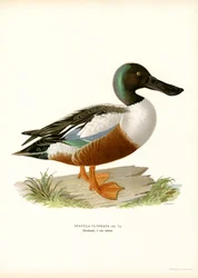 Canard souchet