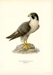 Faucon Pèlerin