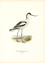Avocette élégante
