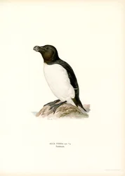 Petit Pingouin