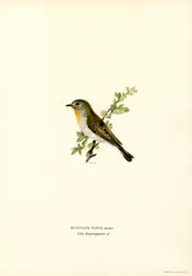 Gobemouche nain