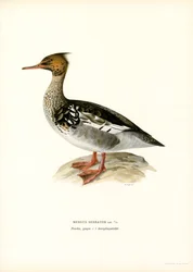 Harle huppé