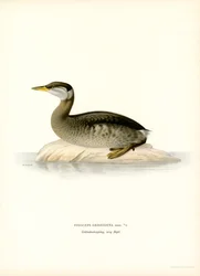 Grèbe jougris