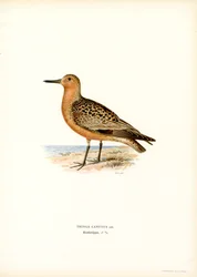 Bécasseau Maubèche