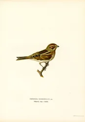 Bruant des roseaux (lithographie en couleur)