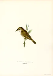 Rousserolle effarvatte