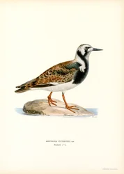 Tournepierre à collier