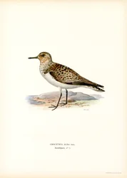 Bécasseau sanderling