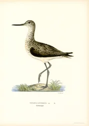 Bécasseau