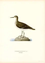 Bécasseau