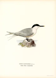 Sterne caugek