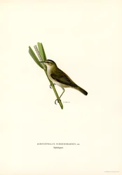 Fauvette des roseaux (lithographie en couleur)