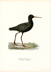 Chevalier arlequin
