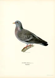 Pigeon Colombin