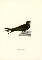 Martinet