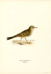 Pipit rousseline (lithographie en couleur)