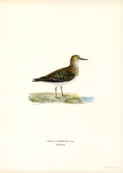 Bécasseau de Temminck