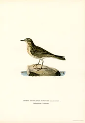 Pipit spioncelle