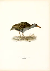 Râle d