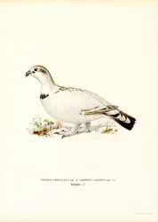 Grand tétras occidental x lagopède des saules