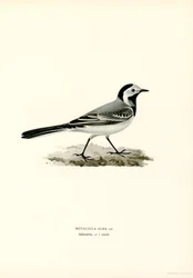Bergeronnette grise (lithographie en couleur)