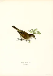Fauvette grisette