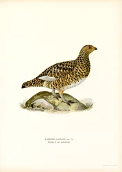 Lagopède des saules