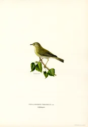 Pouillot fitis (lithographie en couleur)