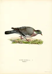 Pigeon ramier