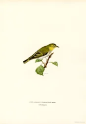Pouillot siffleur